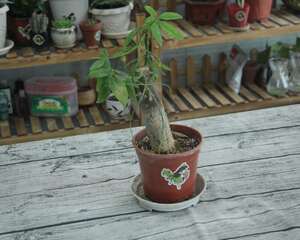 发财树叶子尖干枯怎么回事