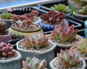 一年里最开心的日子就是现在：秋雨过后肉肉们集体红了脸