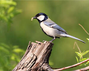 大山雀的外形特点