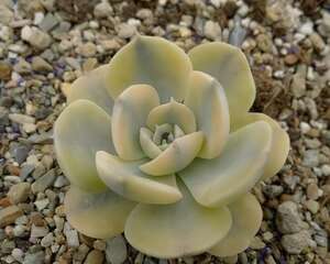 鲁氏石莲锦图片