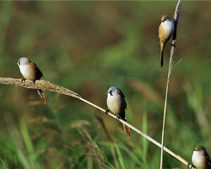 文须雀的饲养知识