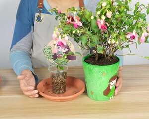 倒挂金钟的功效与作用