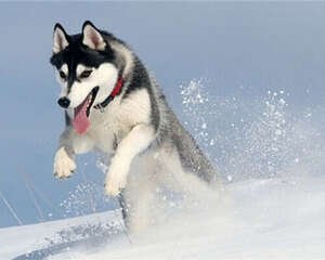 哈士奇的品种简介