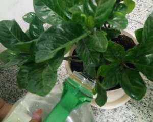 栀子花黄叶子怎样挽救