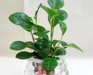 豆瓣绿的水培方法