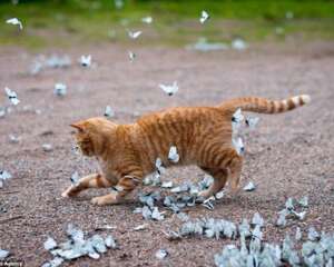猫咪养护的五个注意事项