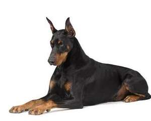 杜宾犬一只多少钱？怎么挑选好的杜宾犬？