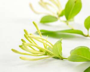 盆栽金银花怎样过冬，怕冻吗