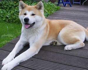 秋田犬的性格特点