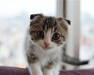 帮助猫咪解决挑食有绝招