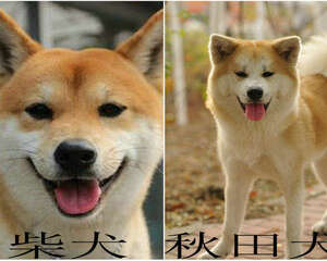 教你区分柴犬和秋田犬