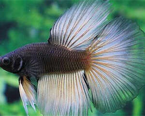 观赏鱼混养小贴士