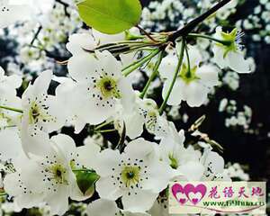梨花的花语：纯情、永不分离