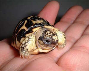 龟的品相重要吗？