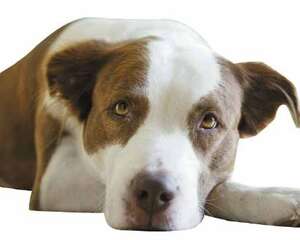 狗狗绝育的优点和缺点都有哪些?