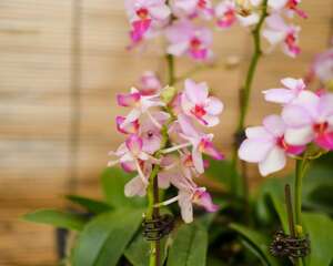 蝴蝶兰有哪些颜色，蝴蝶兰有什么特点