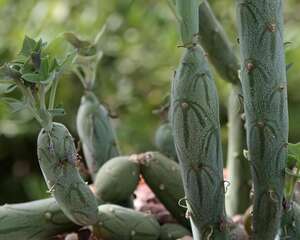 七宝树Senecio articulatus