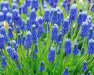 今年养盆便宜花，明年丰收一大筐，不养亏大了！