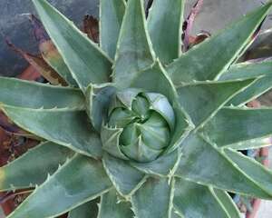 旋转芦荟Aloe polyphylla