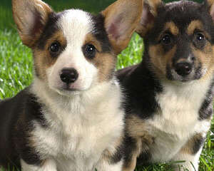 给狗狗吃糖的注意事项