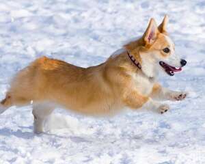 纯种柯基犬可以通过哪些方式辨别？