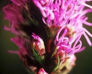 鹿舌草花之语