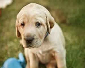 狗狗为什么吃的多，但是很瘦呢？