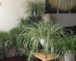 养这花真赚钱，一年能生3麻袋，邻居朋友抢着要！