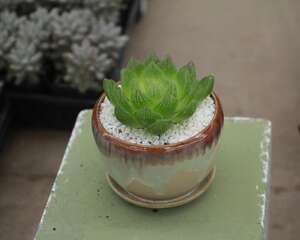 玉露有哪些繁殖方法