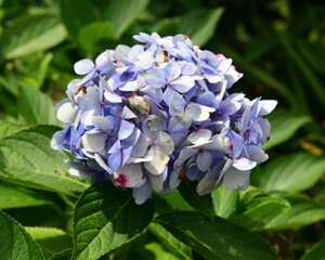 绣球叶子发黑怎么办