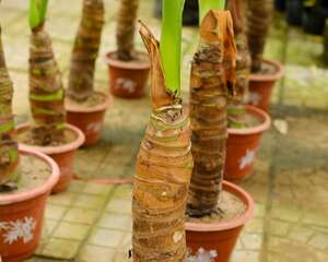 滴水观音有毒吗