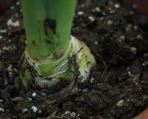 风信子为什么不长根