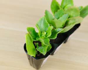 长寿花浇水方法