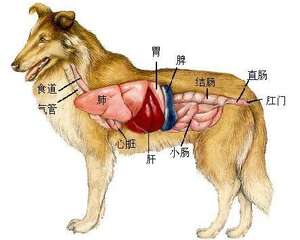 护养狗狗肾脏的重要性
