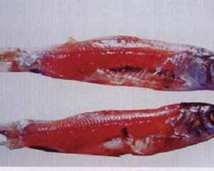 观赏鱼的出血病症状及治疗