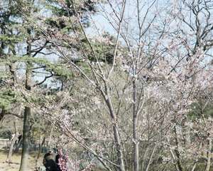 樱花的花语和传说