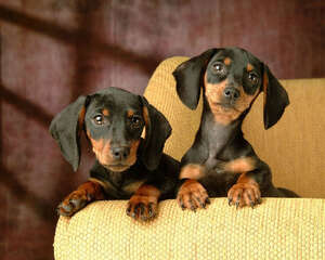 如何为腊肠犬做美容