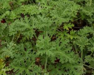 驱蚊草真的能驱蚊吗