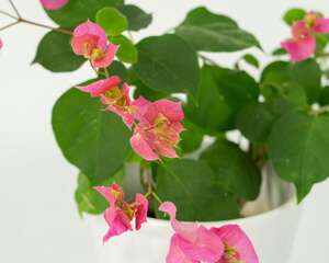 三角梅的花期养护