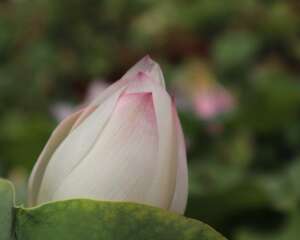 盆栽荷花繁殖方法，荷花开花时间