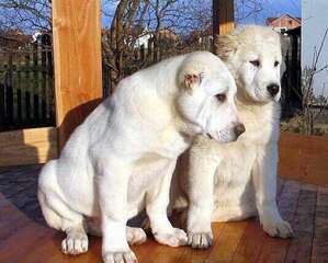 中亚牧羊犬怎么样？中亚牧羊犬介绍