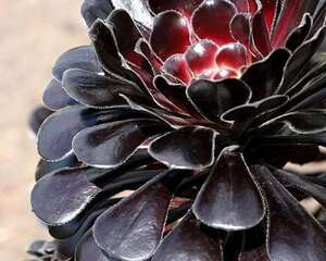 黑法师 Aeonium arboreum cv. Atropurpureum