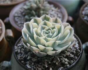 九月份多肉植物种植管理之各注意事项