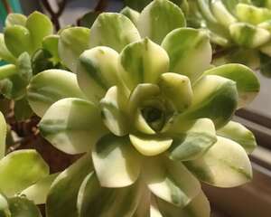 爱染锦 Aeonium domesticum fa. variegata