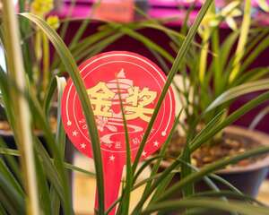 兰花怎么养开花多