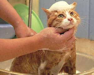 洗澡神器：让猫咪洗澡变得简单有趣