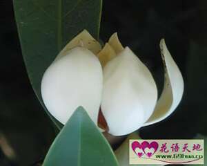 黄心树的花语和象征代表意义：高尚