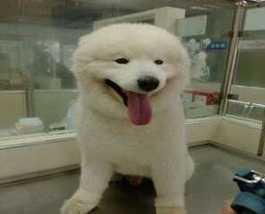 宠物白内障的病因和治疗方法