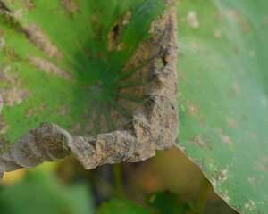 夏天~盆栽荷花养护大全