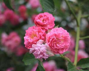 家庭种植蔷薇花有什么好处